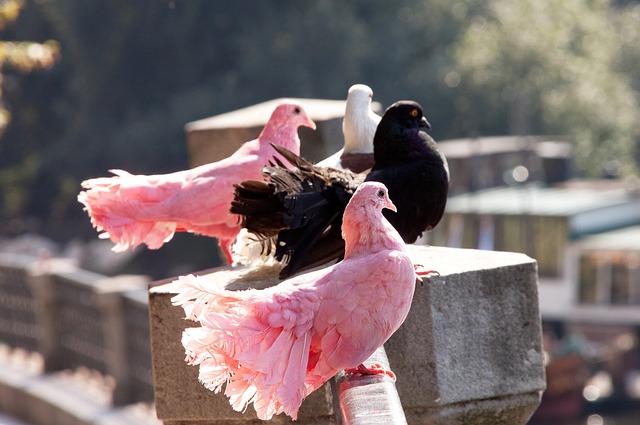 AI技术可 AI技术可